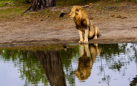 Reflection in water of a sitting male lionの写真素材