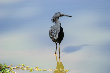 Black Egret waiting for signs of fish movementの写真素材