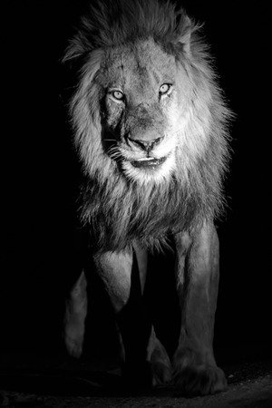 Male lion at night in black and whiteの写真素材