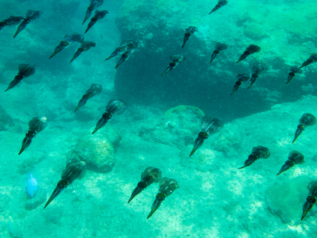 Shoal of Reef Squidの写真素材
