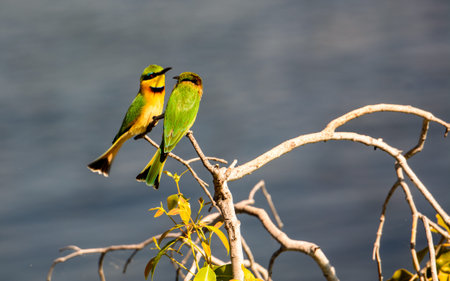 Liitle Bee-eaters on a branch