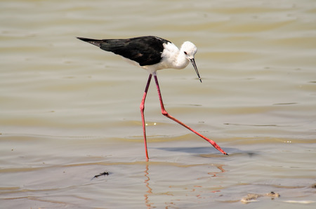 Black Winged Stilt in the shallowsの写真素材