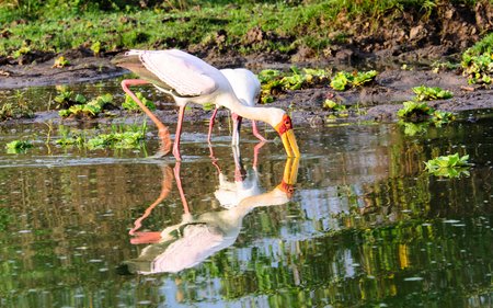Yellow Billed Stork and its reflectionの写真素材