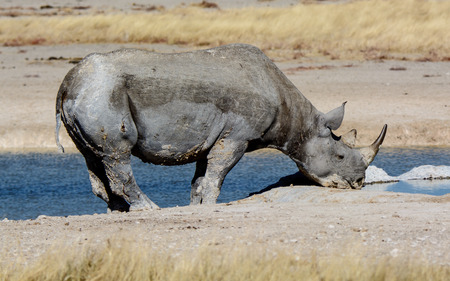 Rhino drinking at a waterhole in Etoshaの写真素材