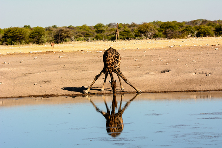 thirsty Giraffe  drinking at a waterhole with a impressive reflection in the waterの写真素材