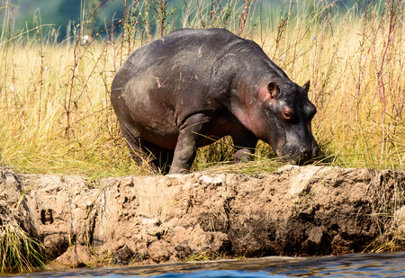 lone Hippo on the river bankの写真素材