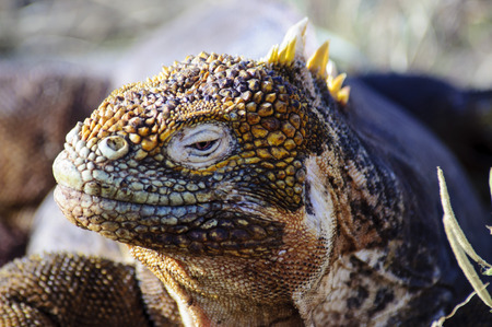 Head shot of a Land Iguanaの写真素材