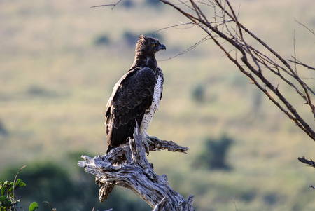 Martial Eagle on its perchの写真素材