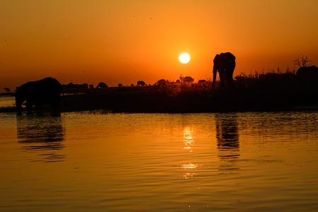 silhouetted elephants and their reflections in an African sunsetの写真素材