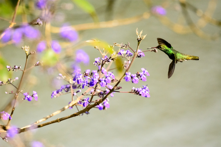 Hummingbird flitting attracted to the floersの写真素材
