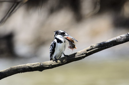 Pied Kingfisher with its catchの写真素材