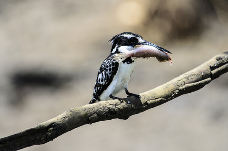 Pied Kingfisher with a rather large fishの写真素材