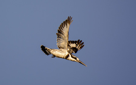 Pied Kingfisher flying over the Chobe riverの写真素材