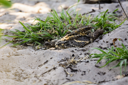 Fiery-necked Nightjarの写真素材