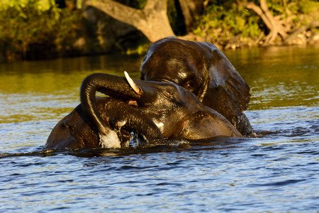 Playful African elephants having fun in the waterの写真素材