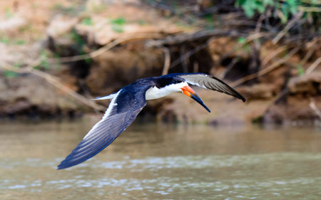 Black Skimmer in flight
