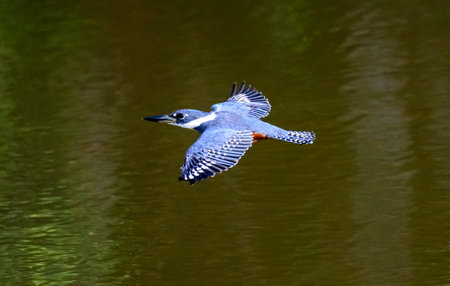 Ringed Kingfisher in flightの写真素材