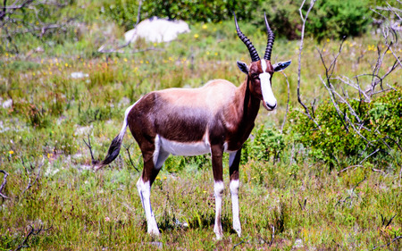 Bontebok in the capeの写真素材