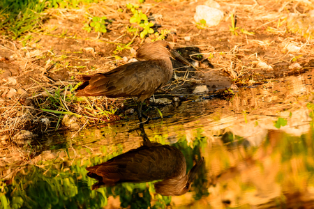 Hamerkop and its reflection in waterの写真素材