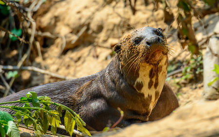 Giant Otter with a sandy faceの写真素材