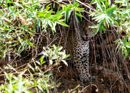 Jaguar peepingの写真素材