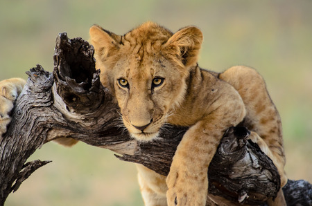 Young Lion relaxing in a treeの写真素材