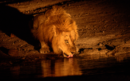 night time drinkの写真素材