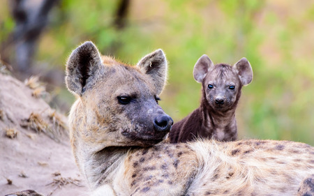 Hyena mum with pupの写真素材