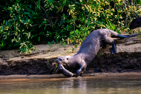 Giant Otter mother with kitの写真素材