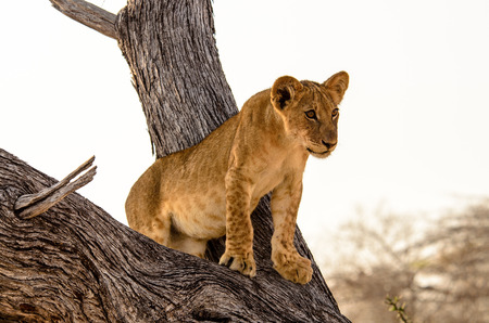 Young lion gazing down from its vantage point in a treeの写真素材
