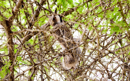 White faced Owl in a treeの写真素材