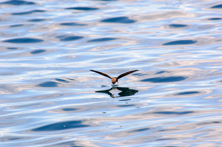 Flying Storm petrel and its reflectionの写真素材