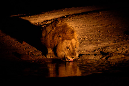 Lion's night time thirstの写真素材