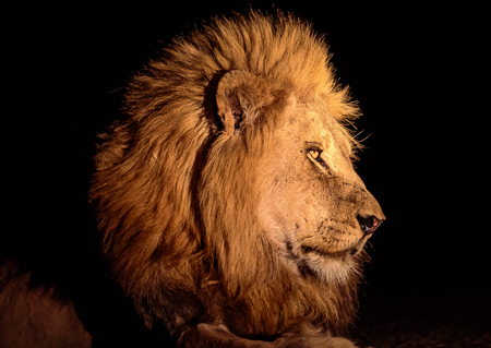 Head shot of a male lion at nightの写真素材