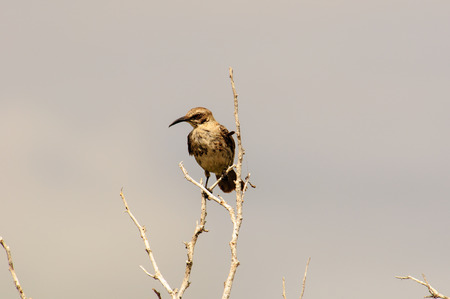 Galapagos Mockingbird in a treeの写真素材