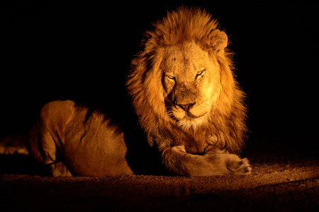 Male Lion lying down in the darkness of nightの写真素材
