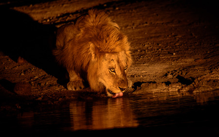 Male Lion having a night drinkの写真素材