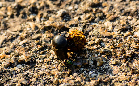 Dung Beetle hard at workの写真素材