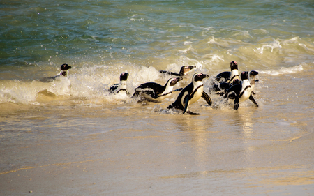 African penguins on the shore lineの写真素材