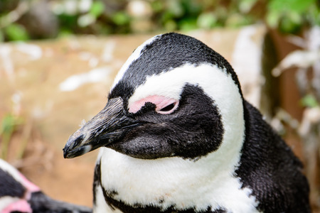 Close up of the face of an African penguinの写真素材