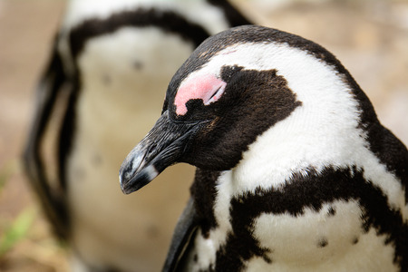 Close up of a dozing African penguinの写真素材