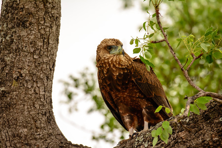 Wahlberg's Eagle in a treeの写真素材