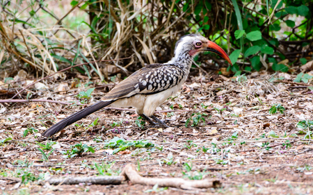 Southern red billed Hornbill on the groundの写真素材