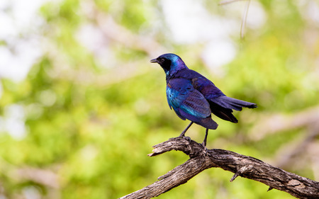 Blue eared starling on the branch of a treeの写真素材