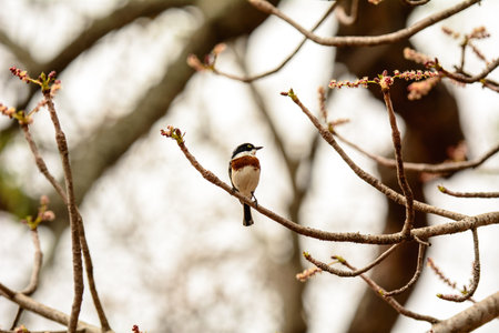 Chinspot Batis in a tree