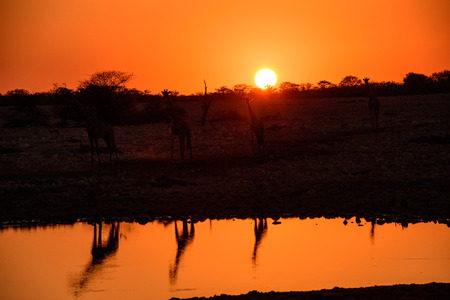 Waterhole sunsetの写真素材