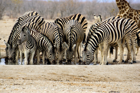 Group of Zebra drinking side by side at the waterholeの写真素材