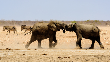 Elephants play fightingの写真素材