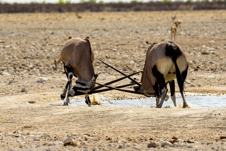 Two warring Gemsbok locking hornsの写真素材