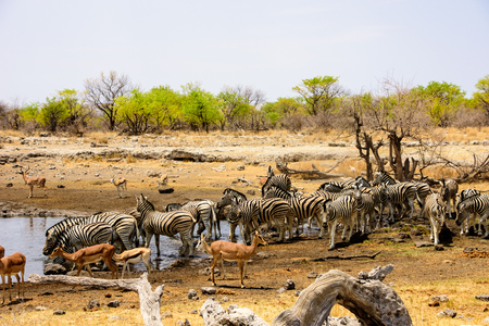 Animals congregate at the waterholeの写真素材